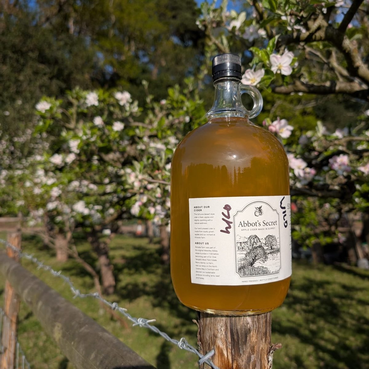 A two-litre flagon of Abbot's Secret on a fence post in the orchard, surrounded by apple blossom