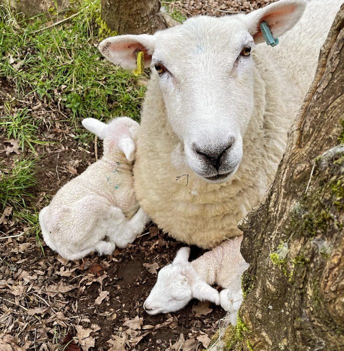 A ewe lying against a tree with her newborn twin lambs