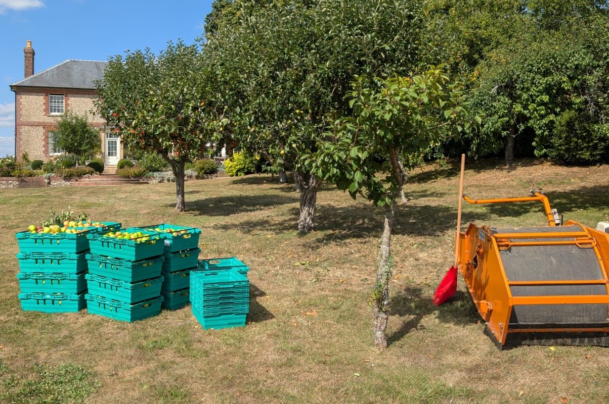 Green crates full of freshly picked apples in an orchard on a sunny day