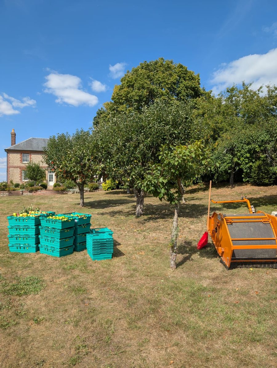Stacks of green crates full of apples under the trees in an orchard