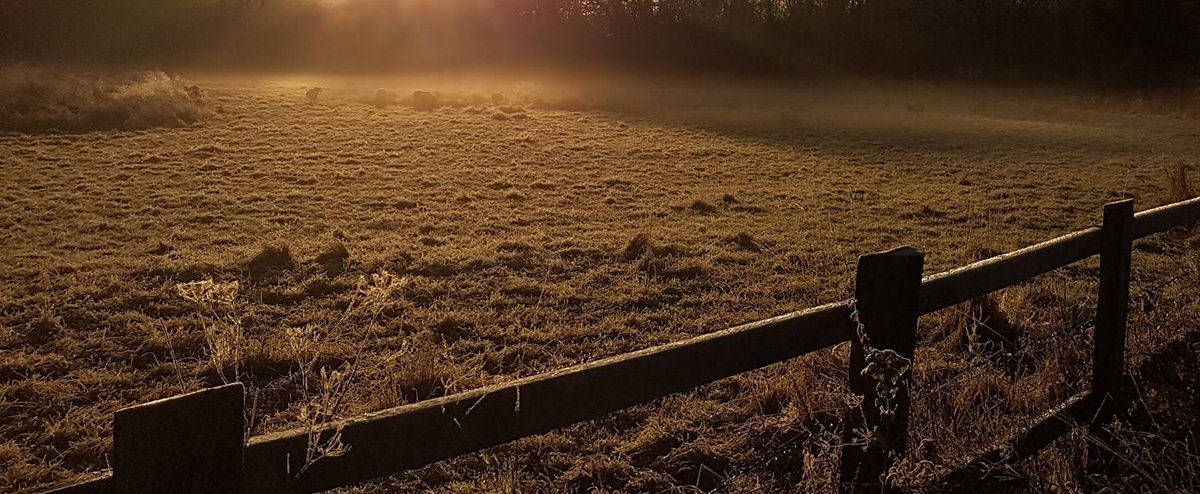 Sheep grazing in the frosty early-morning mist at Kilnside